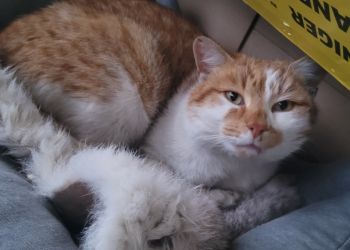 Powiększ zdjęcie: kot 1