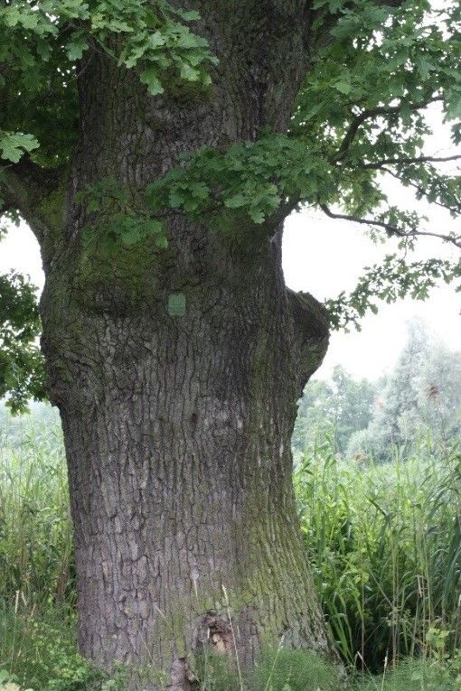 DĄB SZYPUŁKOWY Quercus robur L.- 9 szt. - KOSTKOWICE
