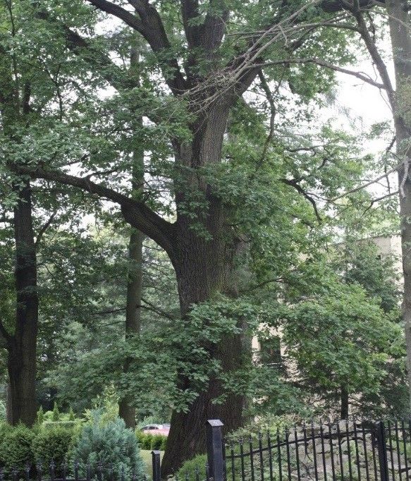 DĄB SZYPUŁKOWY Quercus robur L. - DĘBOWIEC na terenie "DWORU DĘBOWIE"