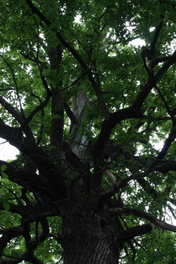 DĄB SZYPUŁKOWY Quercus robur L. - KOSTKOWICE