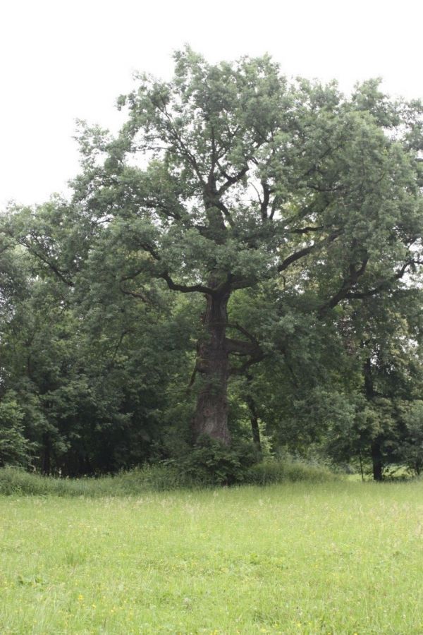 DĄB SZYPUŁKOWY Quercus robur L. - ŁĄCZKA