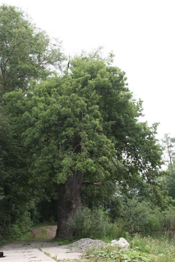 DĄB SZYPUŁKOWY Quercus robur L. - KOSTKOWICE ul. Rzeczna