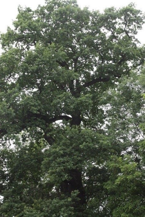 DĄB SZYPUŁKOWY Quercus robur L. – 2 szt. - DĘBOWIEC