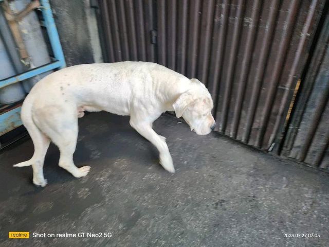 Zaginął pies rasy dog argentyński w Dębowcu - AKTUALIZACJA: Piesek się odnalazł
